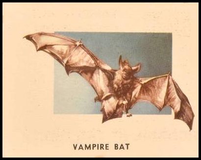 178 Vampire Bat